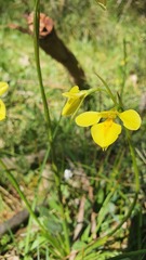Diuris behrii
