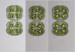 Cosmarium ornatum
