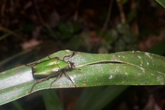 Pseudochalcothea spathulifera