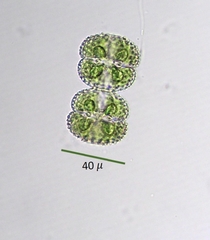 Cosmarium ornatum