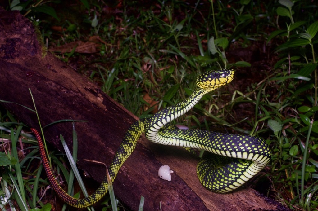 Malcolm's Pitviper