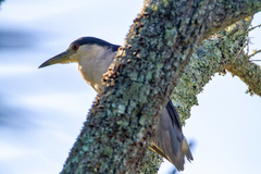 Nycticorax nycticorax image
