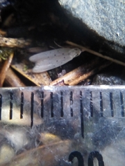 Paramorpha marginata