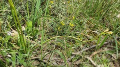 Diuris behrii