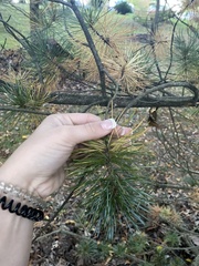 Pinus parviflora