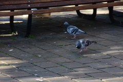 Columba livia domestica