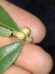 Allokermes cueroensis