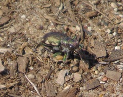 Cicindela scutellaris lecontei