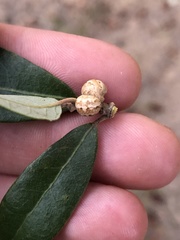 Allokermes cueroensis