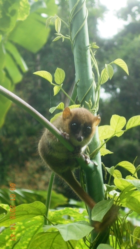 Arnhold's Mouse Lemur (Microcebus arnholdi) — Vulnerable Mammalia