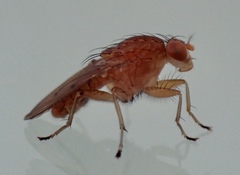 Suillia quinquepunctata