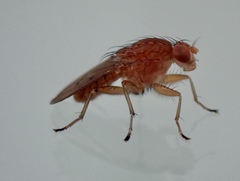 Suillia quinquepunctata