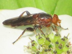 Hammerschmidtia rufa