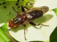 Hammerschmidtia rufa