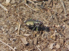 Cicindela scutellaris lecontei