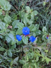 Ceratostigma plumbaginoides