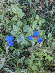 Ceratostigma plumbaginoides
