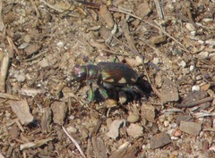Cicindela scutellaris lecontei