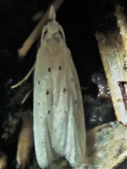 Paramorpha marginata