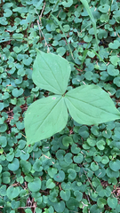Trillium ovatum