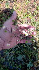 Ranunculus apiifolius