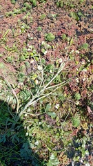 Ranunculus apiifolius