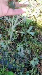 Ranunculus apiifolius