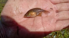 Austrolebias bellottii