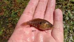 Austrolebias bellottii