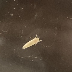 Typhlocybini