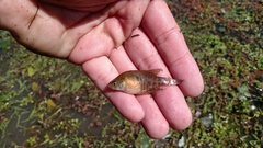 Austrolebias bellottii