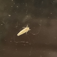 Typhlocybini