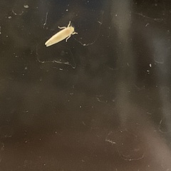 Typhlocybini
