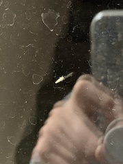Typhlocybini