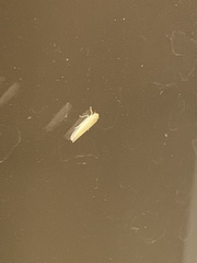 Typhlocybini