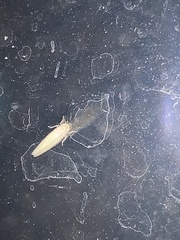Typhlocybini