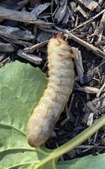 Cyclocephala borealis