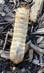 Cyclocephala borealis