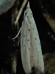Paramorpha marginata