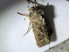 Agrotis gladiaria