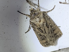 Agrotis gladiaria