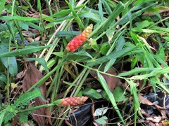Zingiber officinale