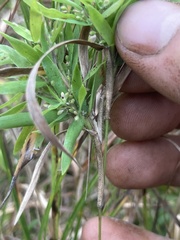 Dichanthelium scabriusculum