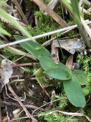 Dichanthelium scabriusculum