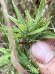 Dichanthelium scabriusculum