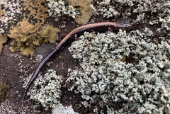 Plethodon shenandoah
