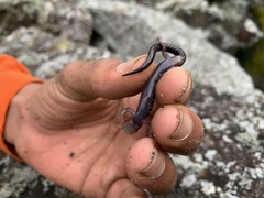 Plethodon shenandoah