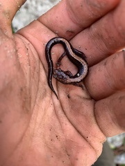 Plethodon shenandoah