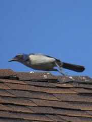 Aphelocoma californica