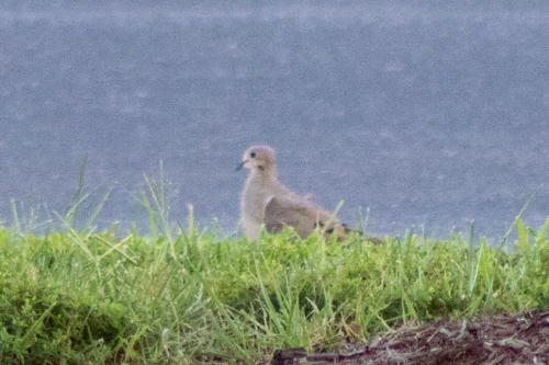 Mourning Dove photographed in Delaware